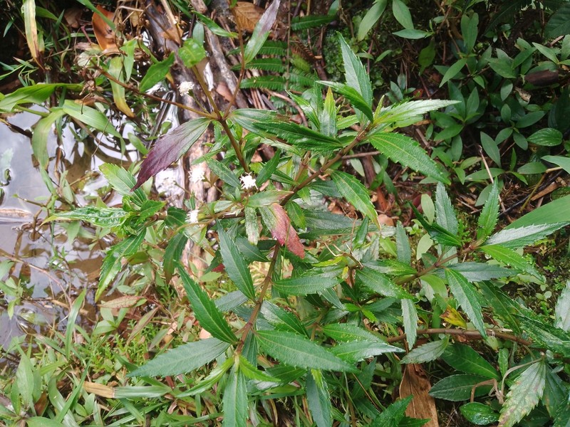 Ageratina psilodora photo 3