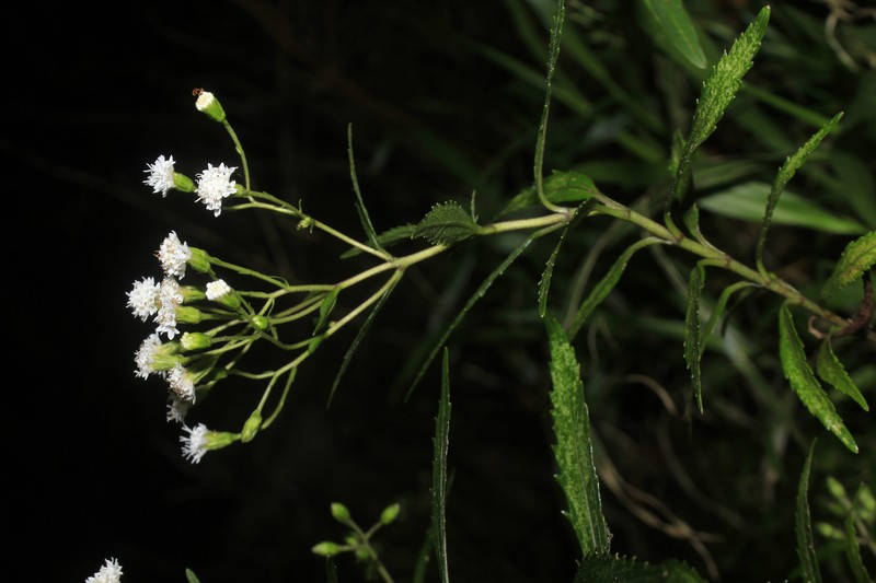 Ageratina psilodora photo 4