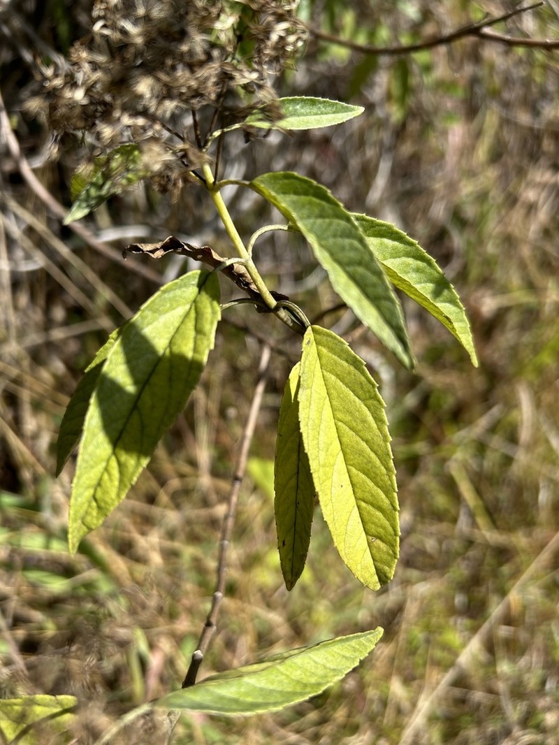 Resinous Snakeroot