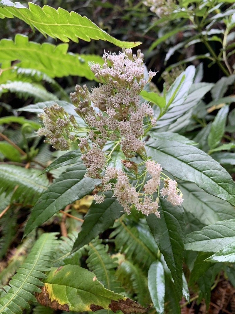 Resinous Snakeroot photo 2