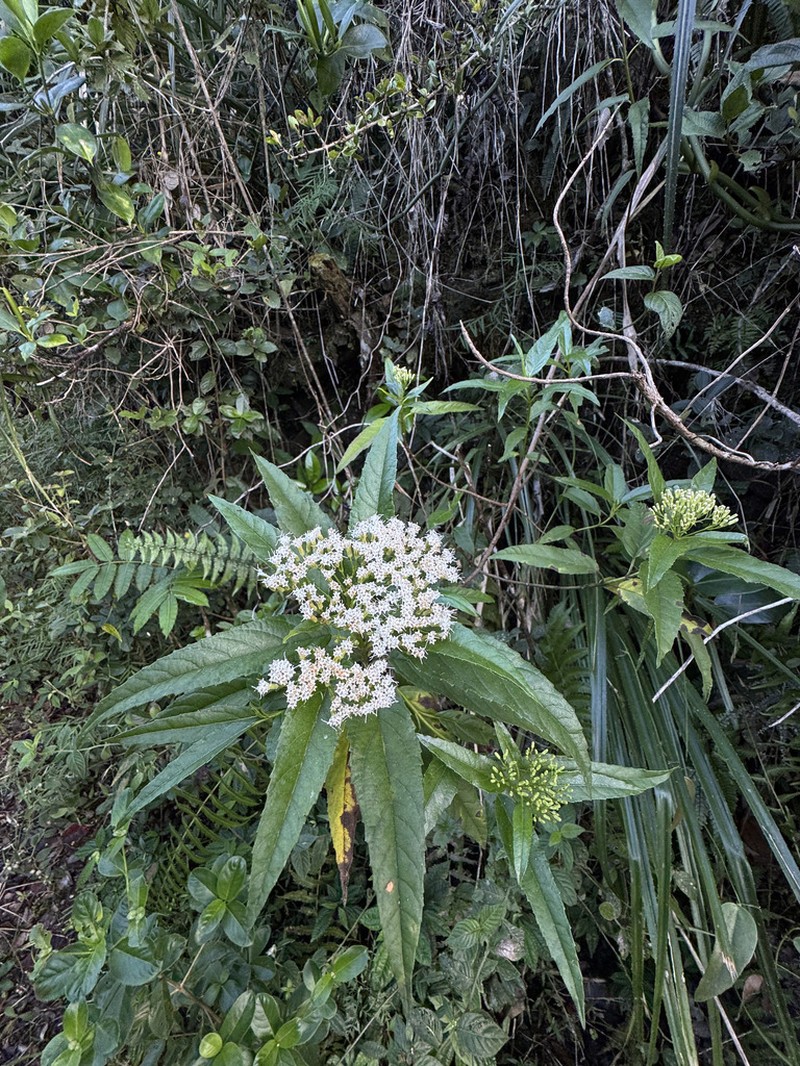 Resinous Snakeroot photo 3
