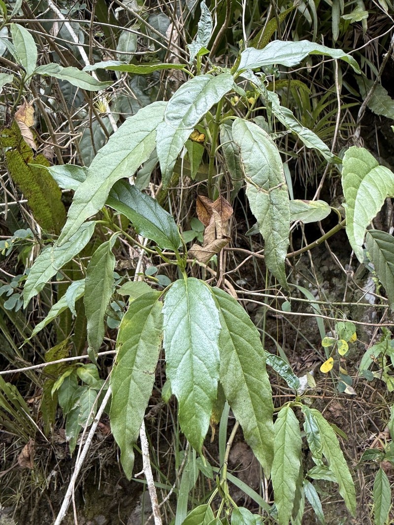Resinous Snakeroot photo 4