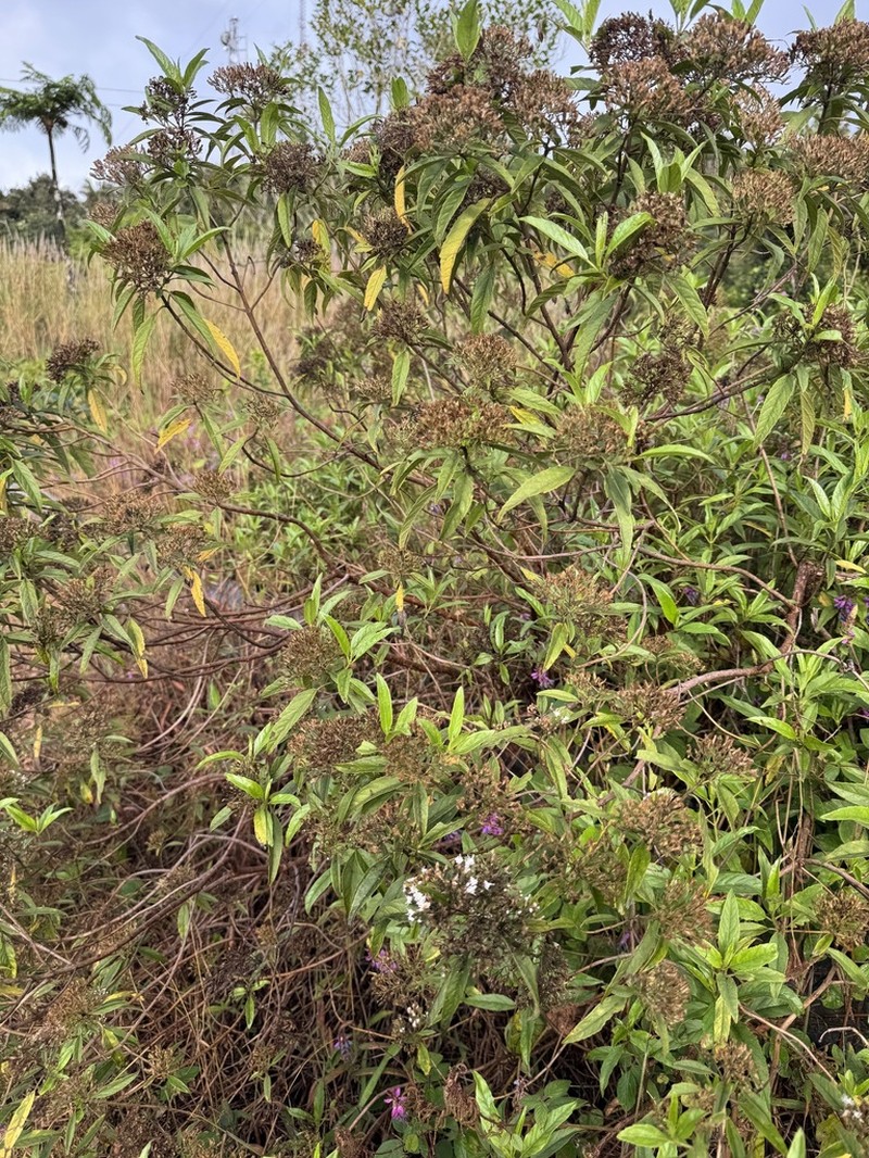 Resinous Snakeroot photo 5