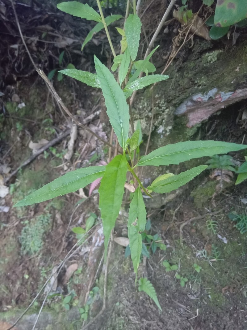 Resinous Snakeroot photo 6