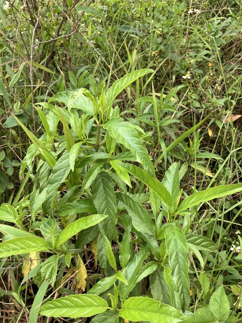 Resinous Snakeroot photo 7