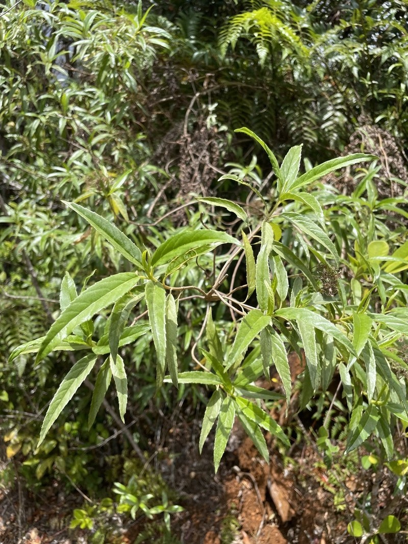 Resinous Snakeroot photo 8