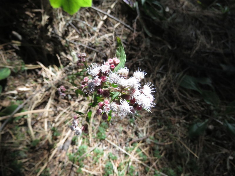 Ageratina rhomboidea photo 5