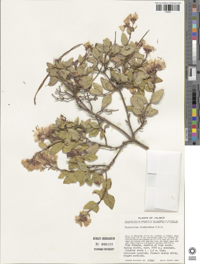 Ageratina rhomboidea photo 6
