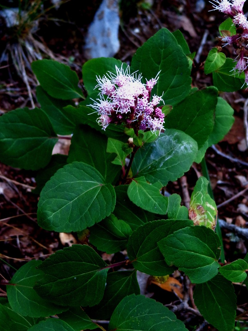 Ageratina rhomboidea