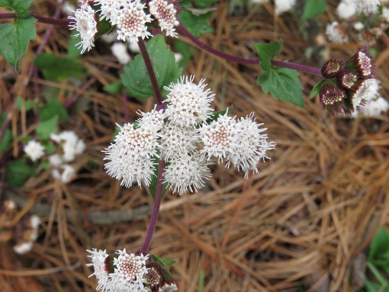 Ageratina rhomboidea photo 2