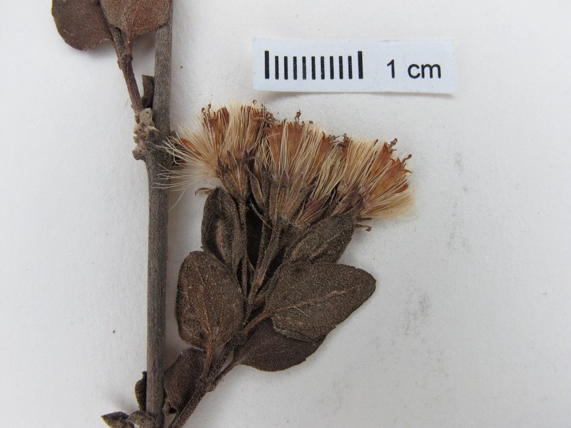 Ageratina rhomboidea photo 3