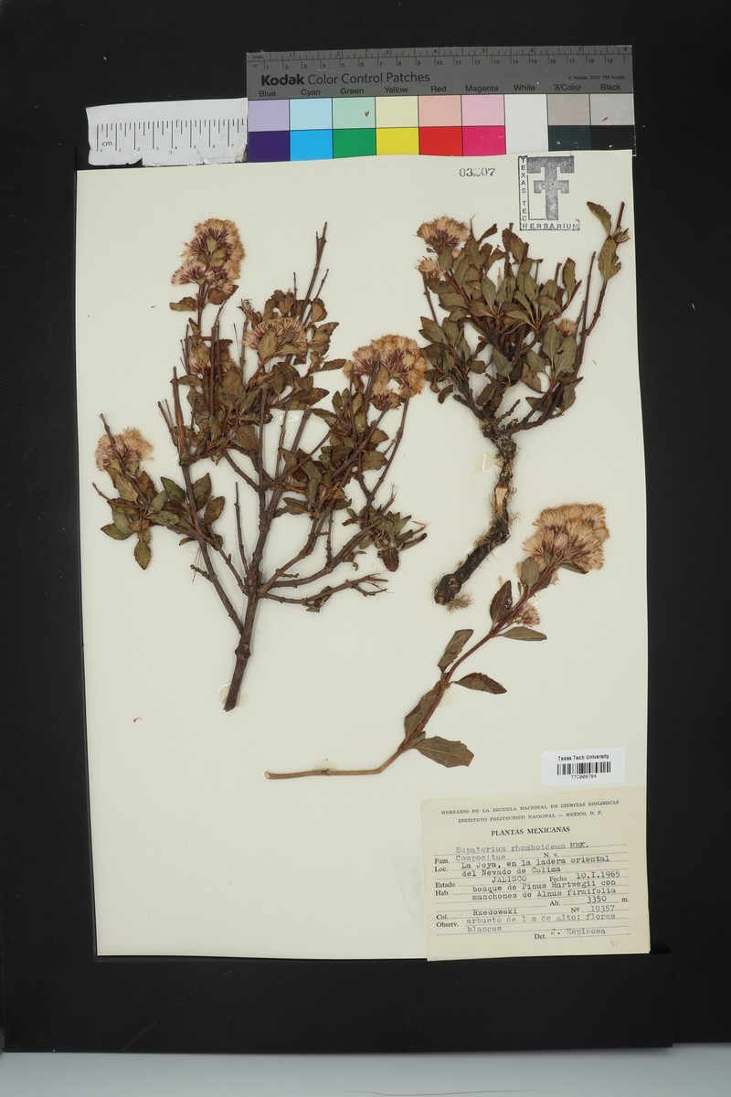 Ageratina rhomboidea photo 4