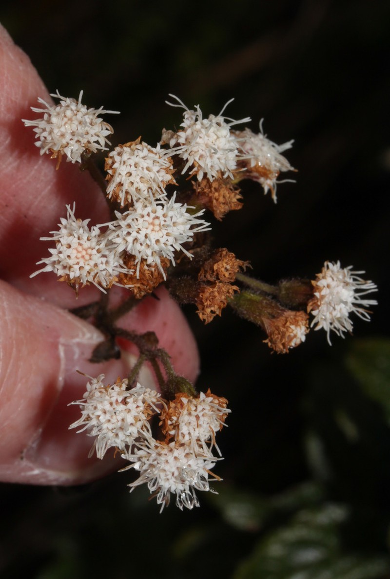 Ageratina rhypodes
