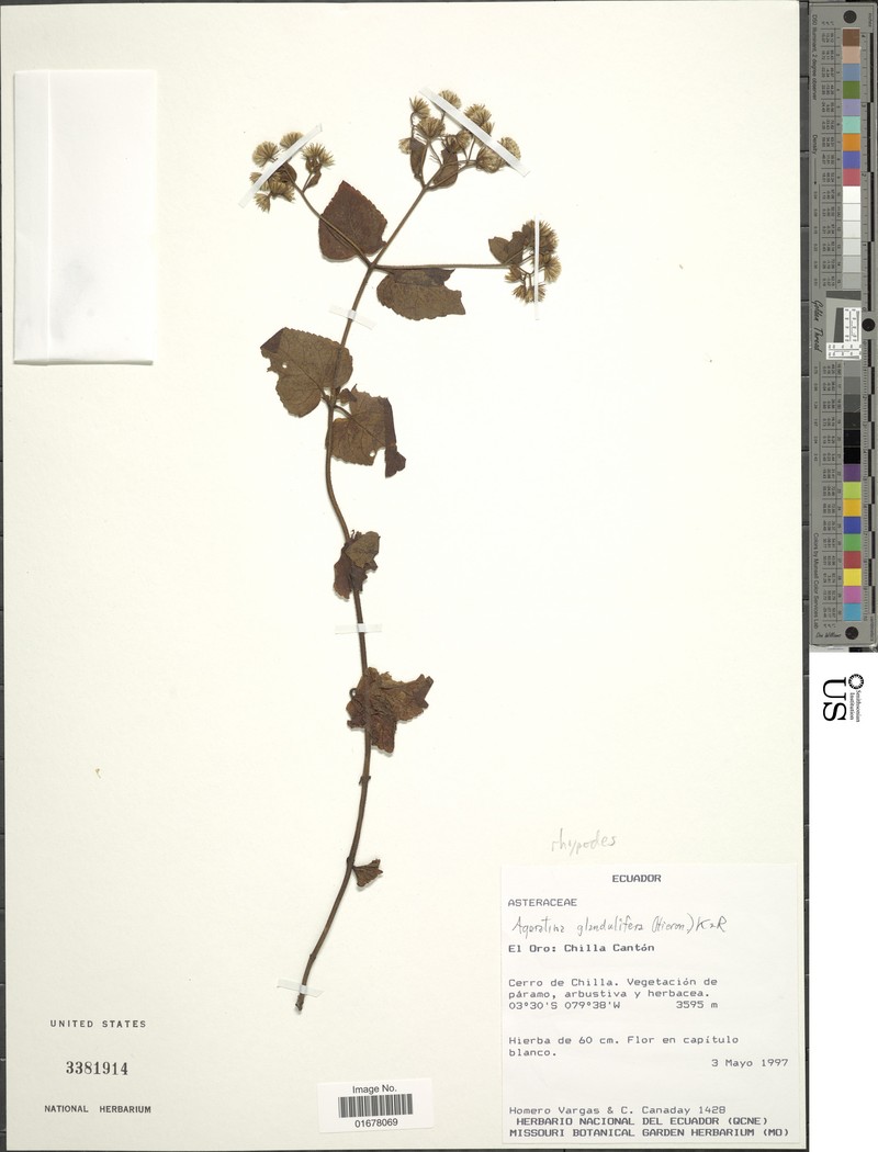 Ageratina rhypodes photo 2