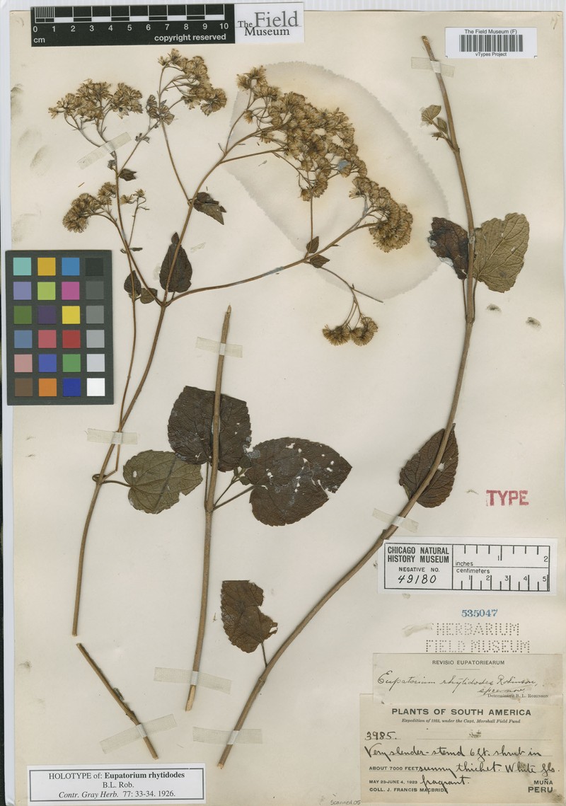 Ageratina rhytidodes