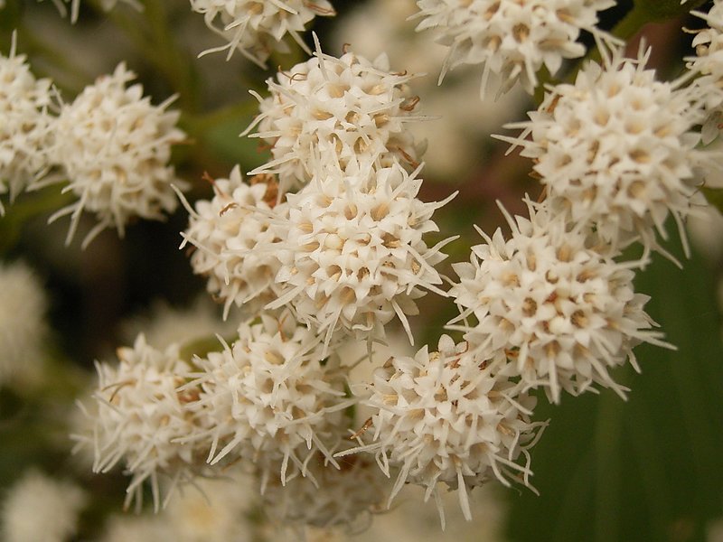 Spreading Snakeroot photo 2