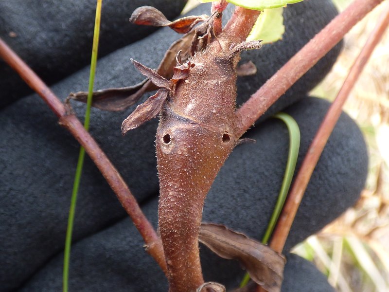 Spreading Snakeroot photo 4