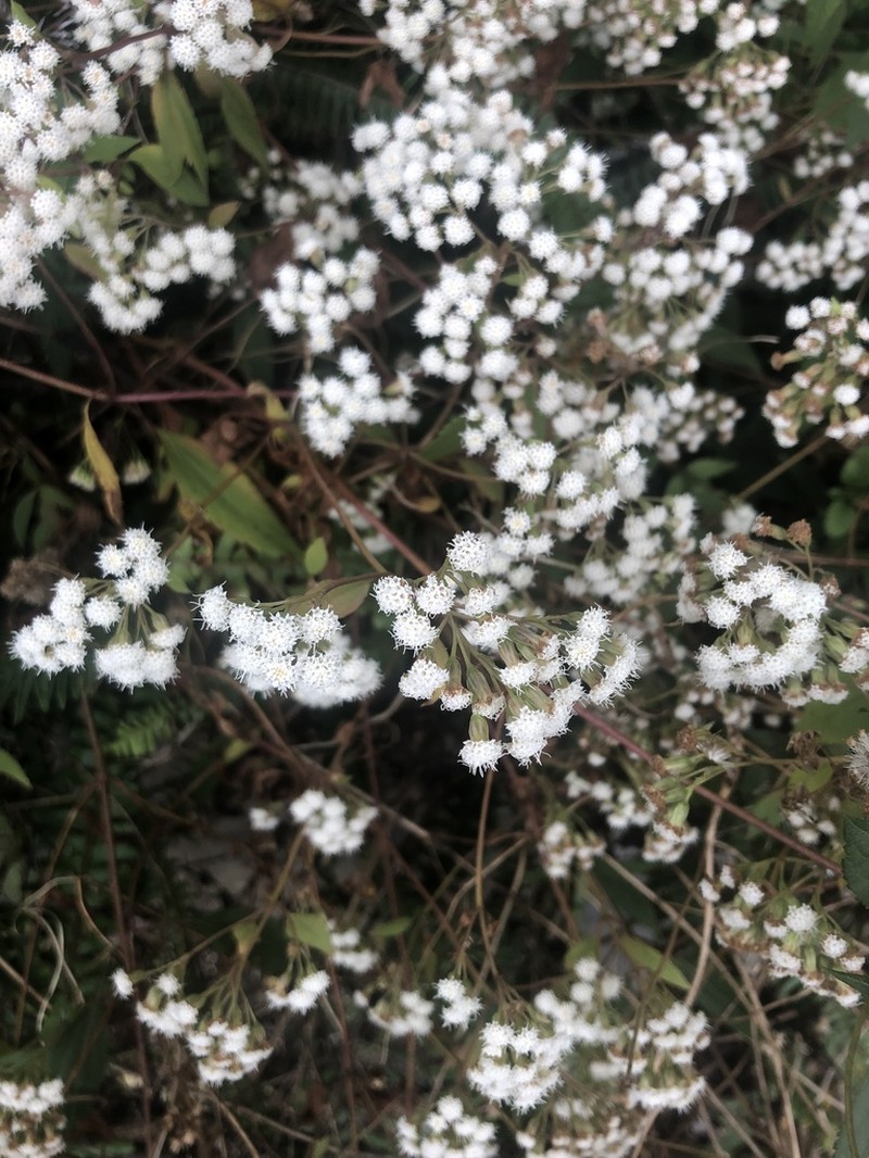 Spreading Snakeroot photo 5