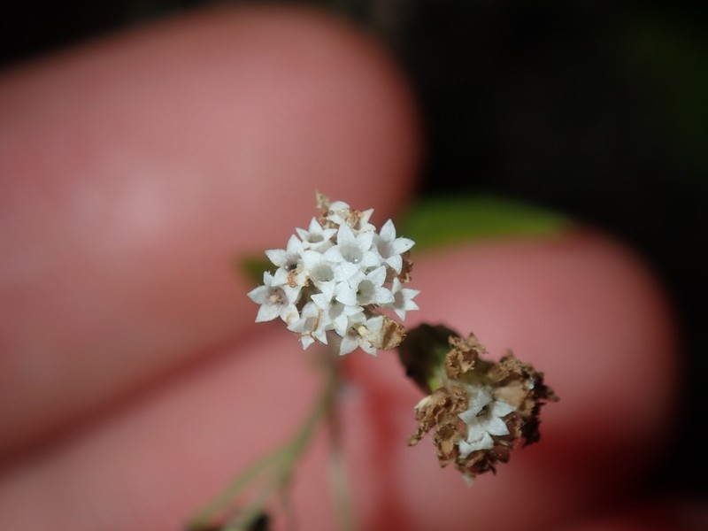 Spreading Snakeroot photo 6