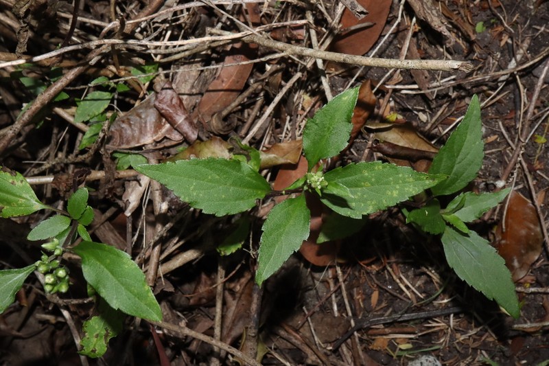 Spreading Snakeroot photo 7