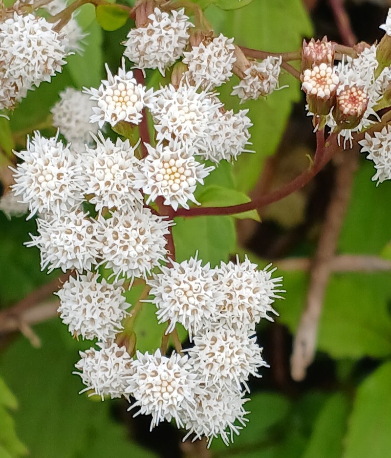 Spreading Snakeroot photo 8