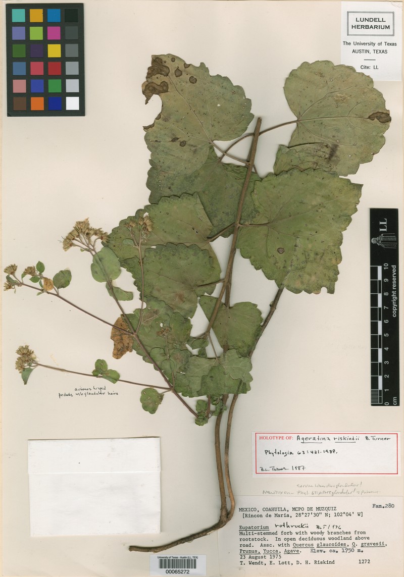 Ageratina riskindii