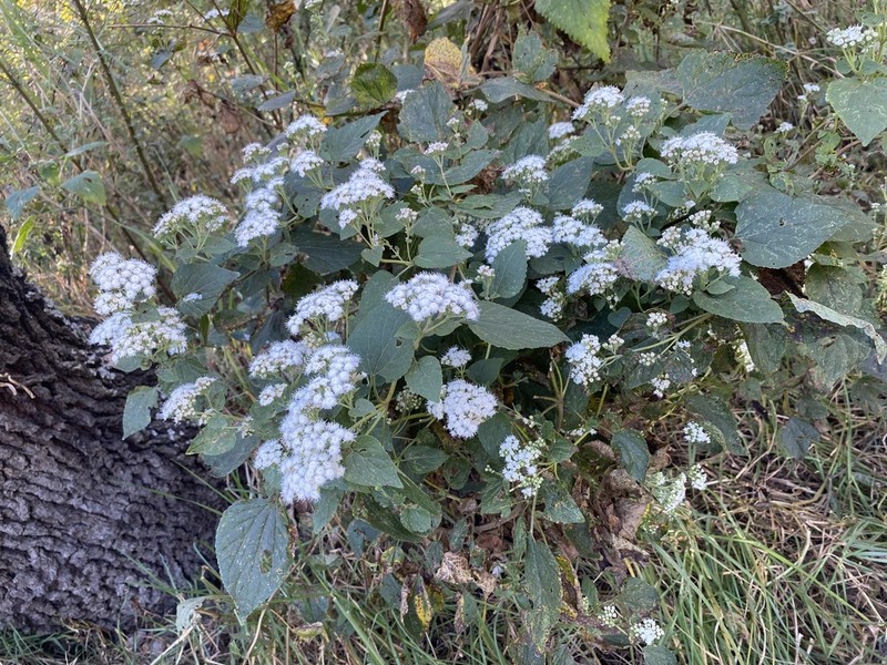 Ageratina rivalis