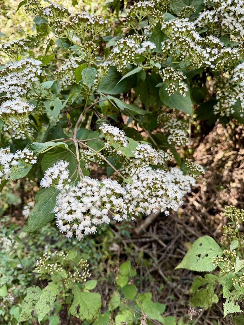 Ageratina rivalis photo 3