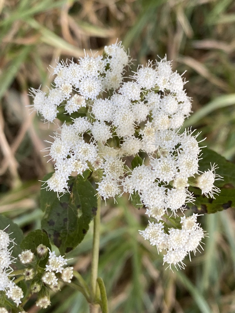 Ageratina rivalis photo 4