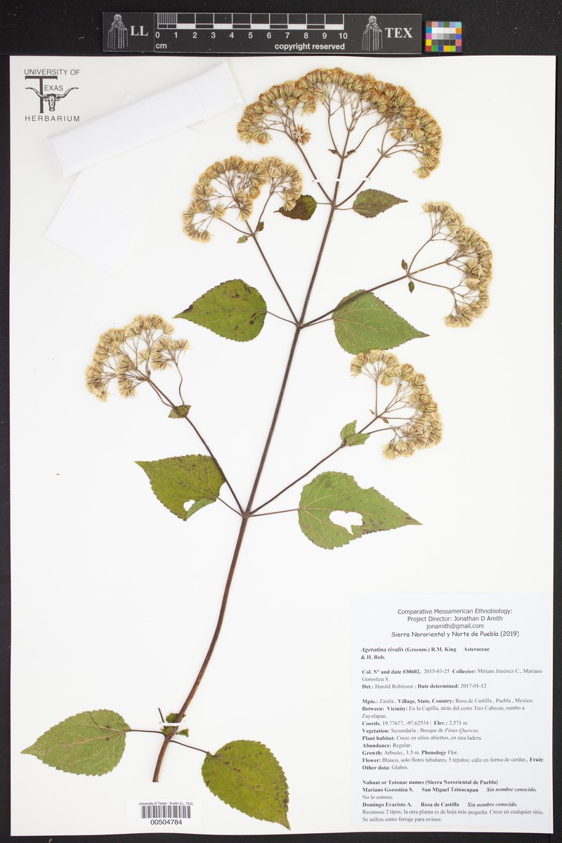 Ageratina rivalis photo 5