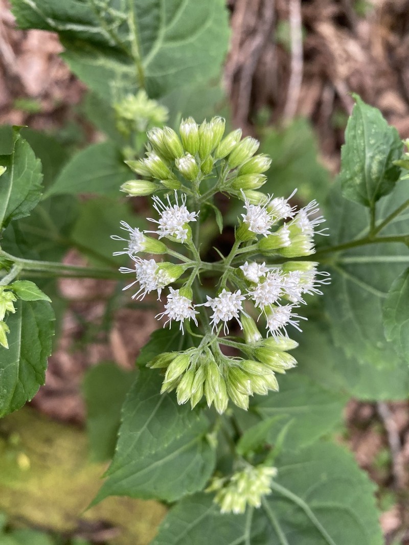 Ageratina roanensis