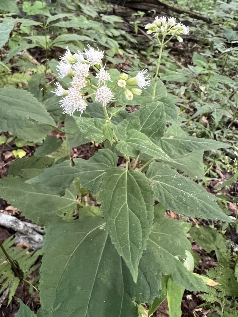 Ageratina roanensis photo 2