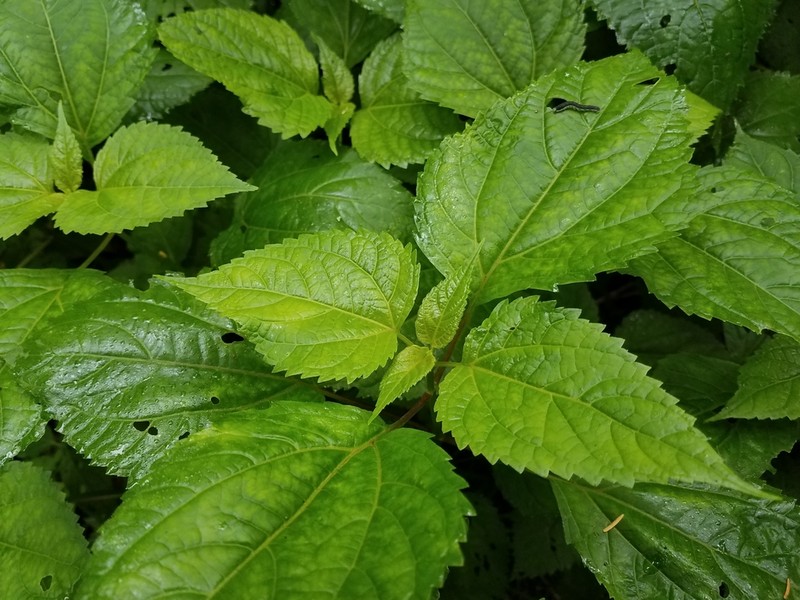 Ageratina roanensis photo 3