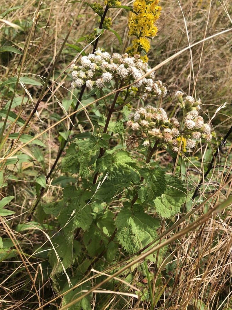 Ageratina roanensis photo 4