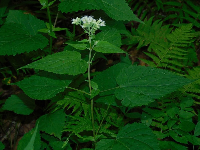 Ageratina roanensis photo 5
