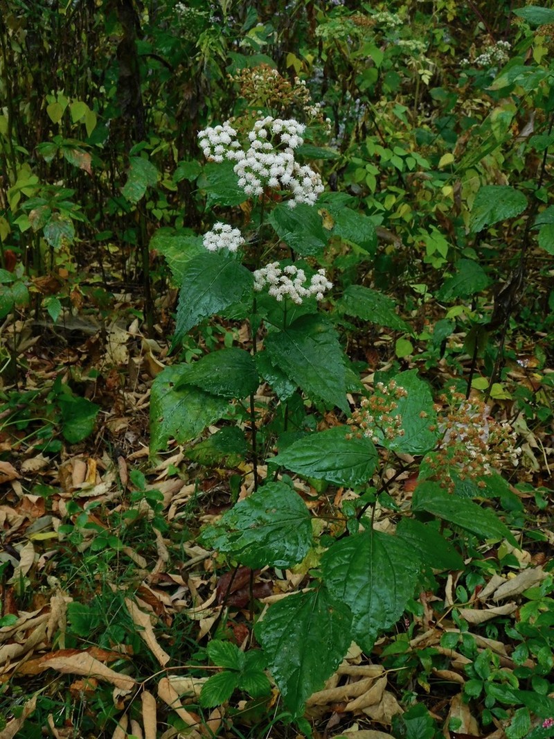 Ageratina roanensis photo 6