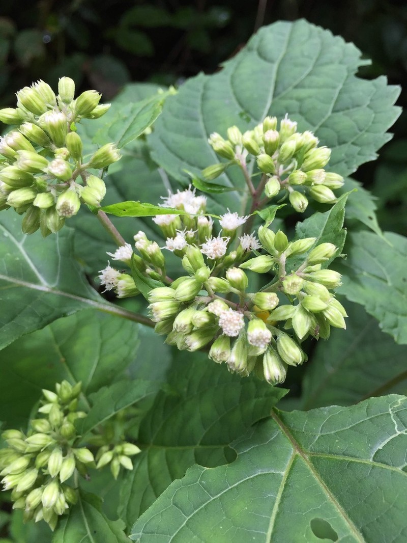 Ageratina roanensis photo 7