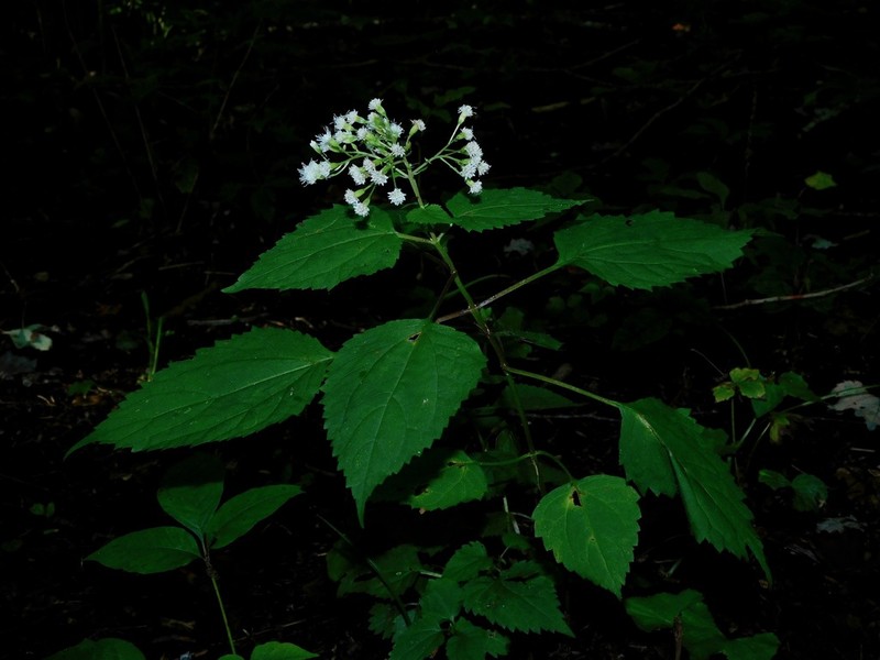 Ageratina roanensis photo 8