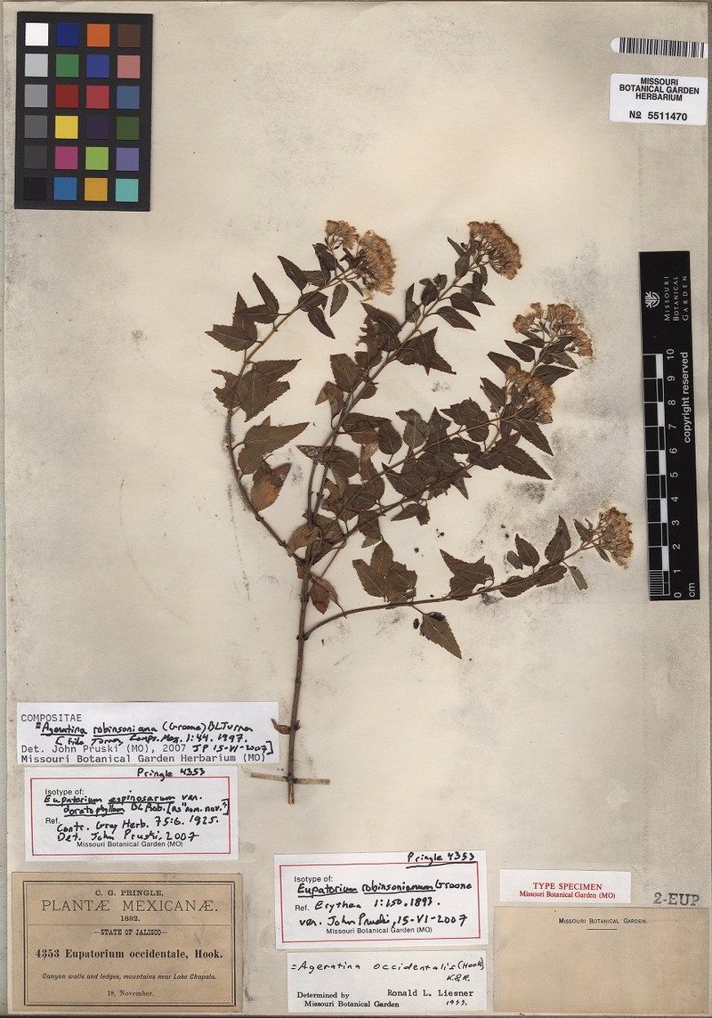 Ageratina robinsoniana
