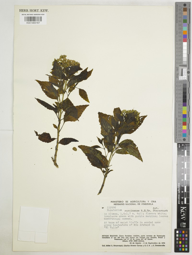 Ageratina roraimensis