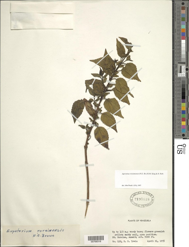 Ageratina roraimensis photo 2