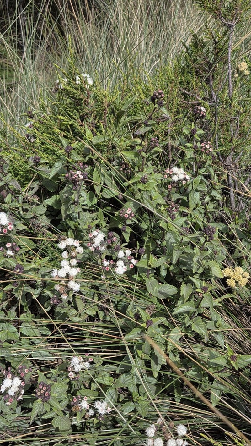 Ageratina rosei