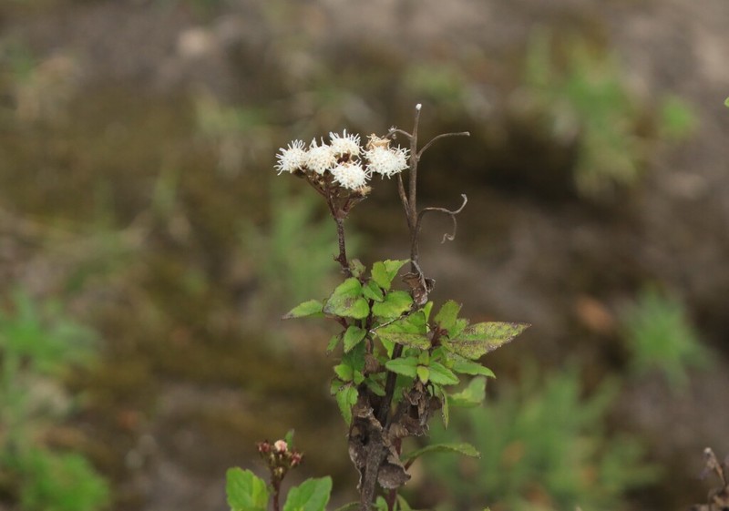 Ageratina rosei photo 2