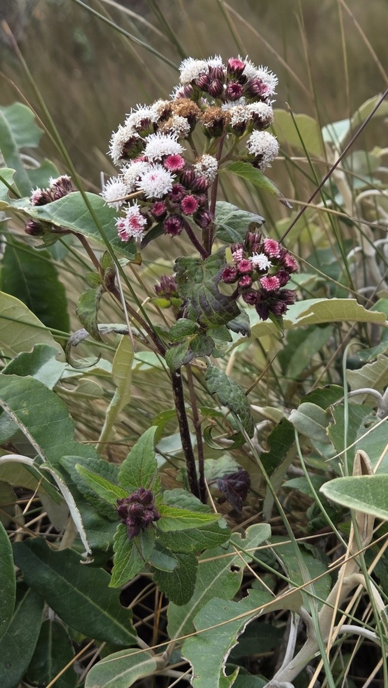 Ageratina rosei photo 3