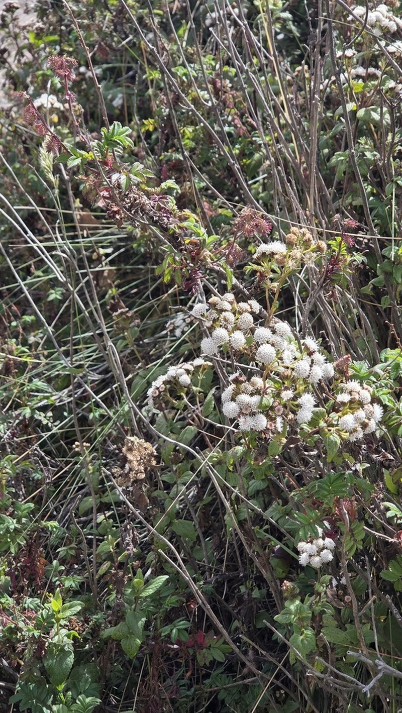 Ageratina rosei photo 4