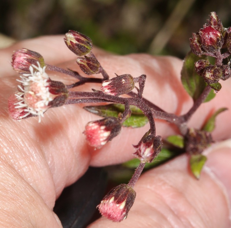Ageratina rosei photo 5