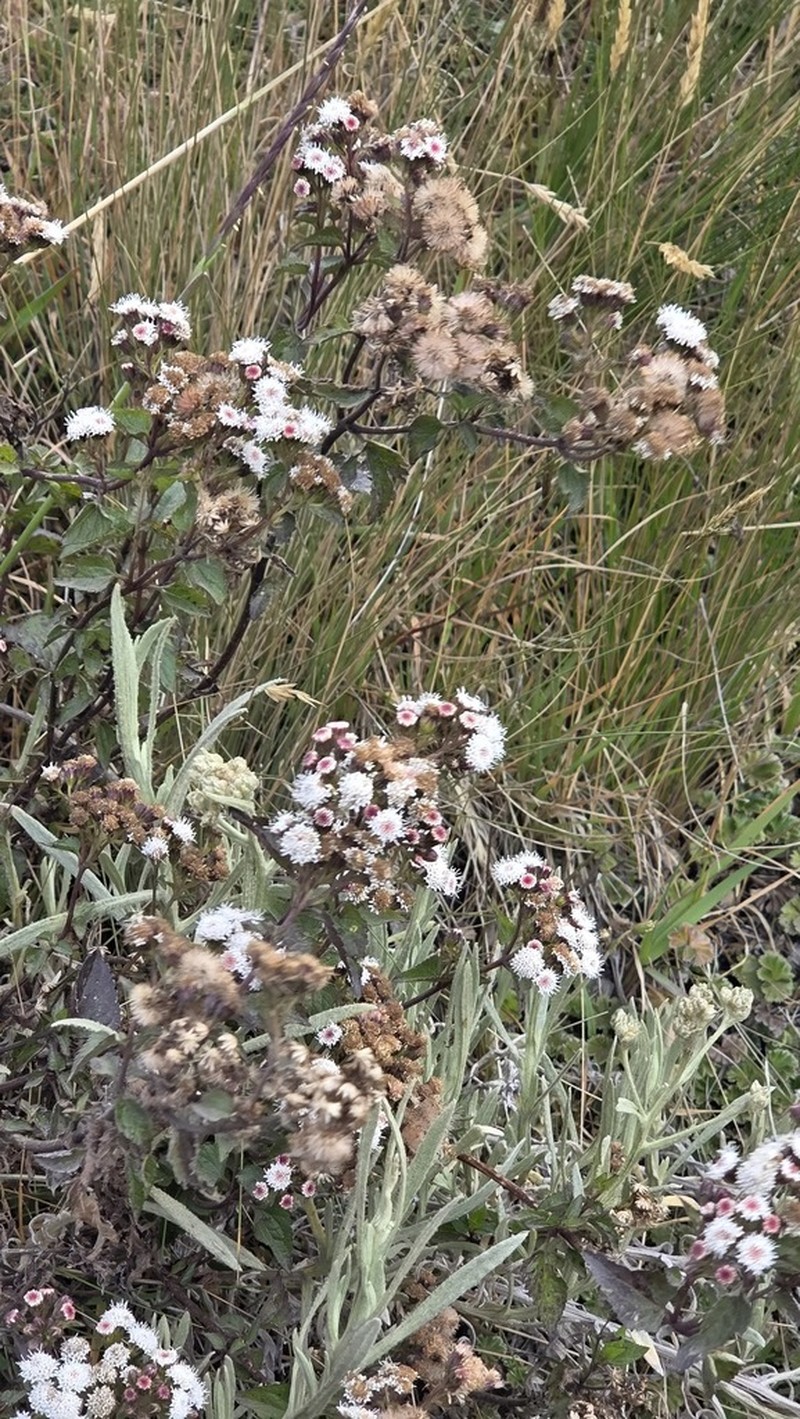 Ageratina rosei photo 6