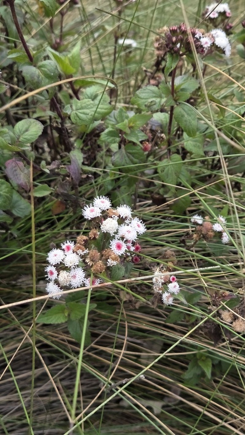Ageratina rosei photo 7