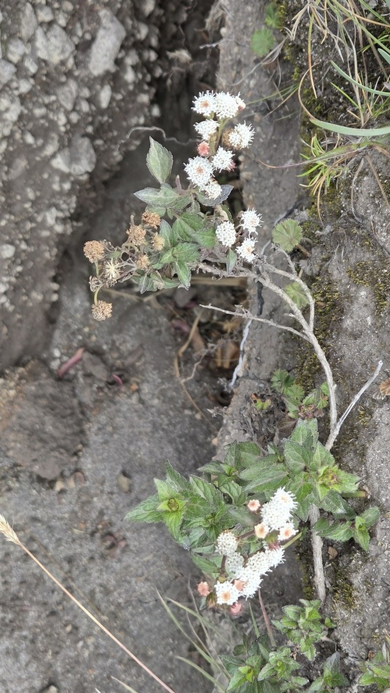 Ageratina rosei photo 8