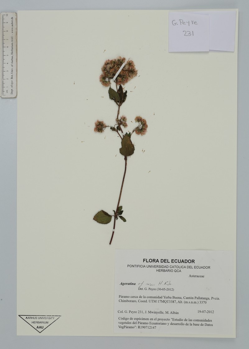 Ageratina rosei